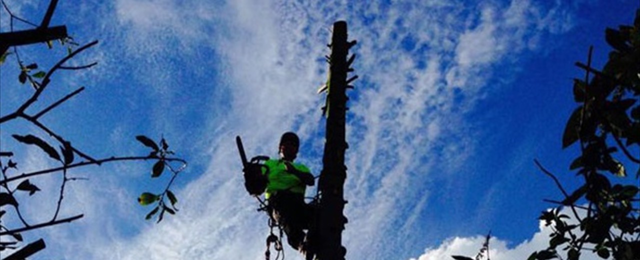 Tree Services